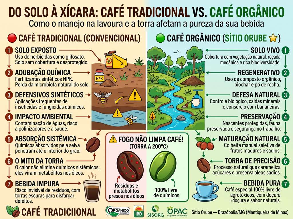 Infográfico de café sem agrotóxicos comparativo entre café tradicional e café orgânico do Sítio Orube, dividindo em 7 etapas: solo, adubação, defensivos, impacto ambiental, absorção sistêmica, mito da torra e xícara final, com selos de certificação SISORG, IBD e OPAC.